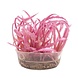 Wasserpflanze Cryptocoryne balansae 'pink' in-vitro Wasserpflanze Cryptocoryne balansae 'pink' in-vitro