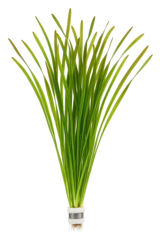 Wasserpflanze Vallisneria Spiralis Leopard Wasserpflanze Vallisneria Spiralis Leopard