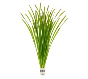 Waterplant Vallisneria Spiralis Leopard Waterplant Vallisneria Spiralis Leopard