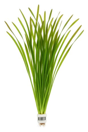 Wasserpflanze Vallisneria Spiralis Leopard Wasserpflanze Vallisneria Spiralis Leopard