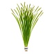 Wasserpflanze Vallisneria Spiralis Leopard Wasserpflanze Vallisneria Spiralis Leopard