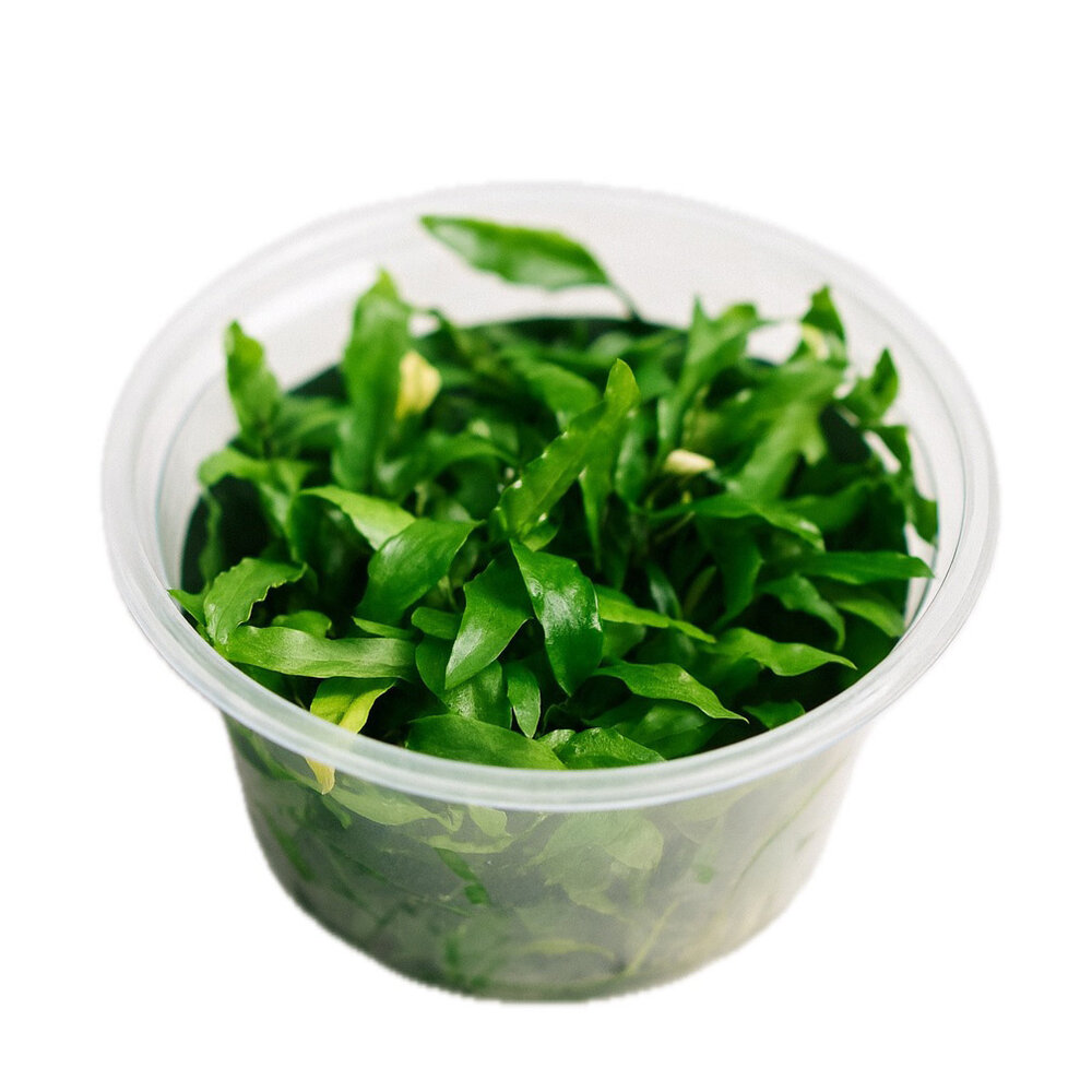 Waterplant Cryptocoryne wendtii 'green gecko' in-vitro