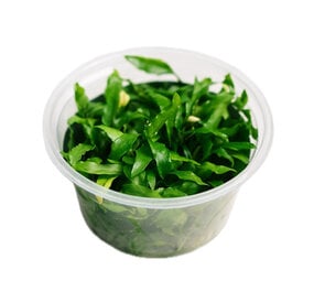 Waterplant Cryptocoryne wendtii 'green gecko' in-vitro