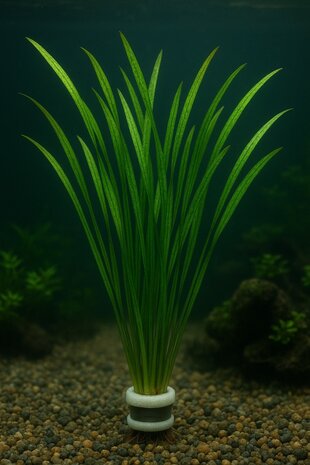 Wasserpflanze Vallisneria Spiralis Leopard Wasserpflanze Vallisneria Spiralis Leopard