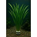 Wasserpflanze Vallisneria Spiralis Leopard Wasserpflanze Vallisneria Spiralis Leopard