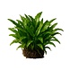 Wasserpflanze Cryptocoryne wendtii 'green gecko' in-vitro Wasserpflanze Cryptocoryne wendtii 'green gecko' in-vitro