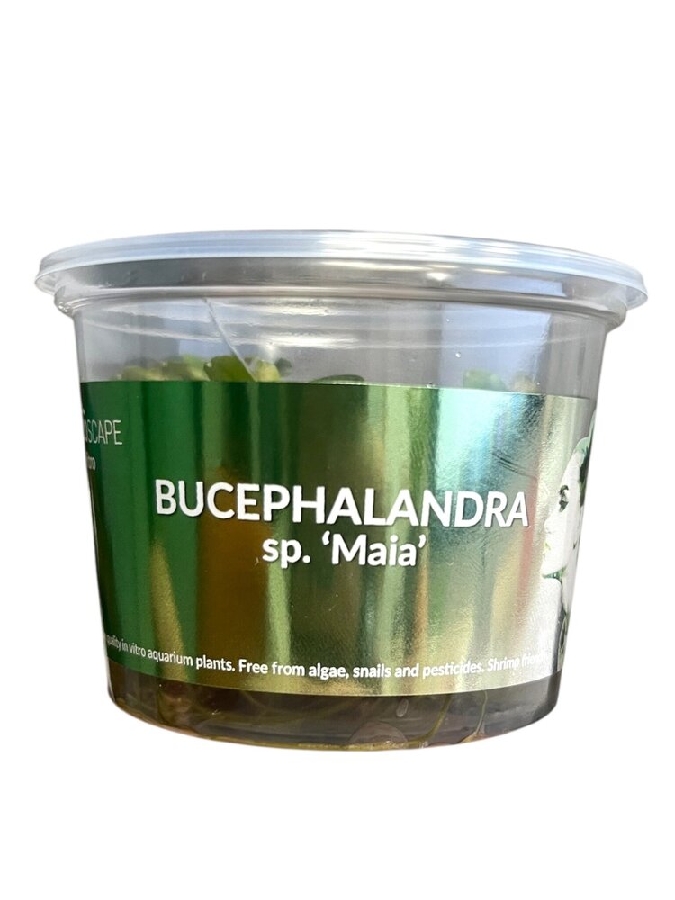 Wasserpflanze Bucephalandra 'Maia' – In-vitro Aquariumpflanze Wasserpflanze Bucephalandra 'Maia' – In-vitro Aquariumpflanze