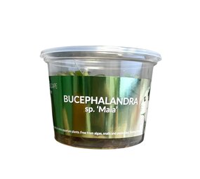 Waterplant Bucephalandra 'Maia' – In-vitro Aquariumpflanze