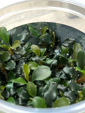Wasserpflanze Bucephalandra 'Maia' – In-vitro Aquariumpflanze Wasserpflanze Bucephalandra 'Maia' – In-vitro Aquariumpflanze