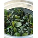 Wasserpflanze Bucephalandra 'Maia' – In-vitro Aquariumpflanze Wasserpflanze Bucephalandra 'Maia' – In-vitro Aquariumpflanze