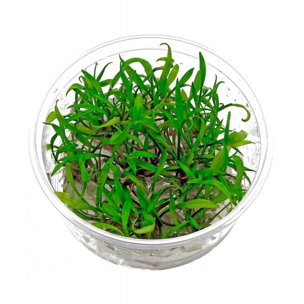 Wasserpflanze Cryptocoryne Parva in vitro Wasserpflanze Cryptocoryne Parva in vitro
