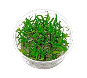 Wasserpflanze Cryptocoryne Parva in vitro Wasserpflanze Cryptocoryne Parva in vitro