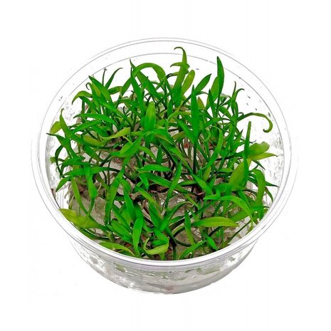 Waterplant Cryptocoryne Parva in vitro