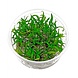 Waterplant Cryptocoryne Parva in vitro