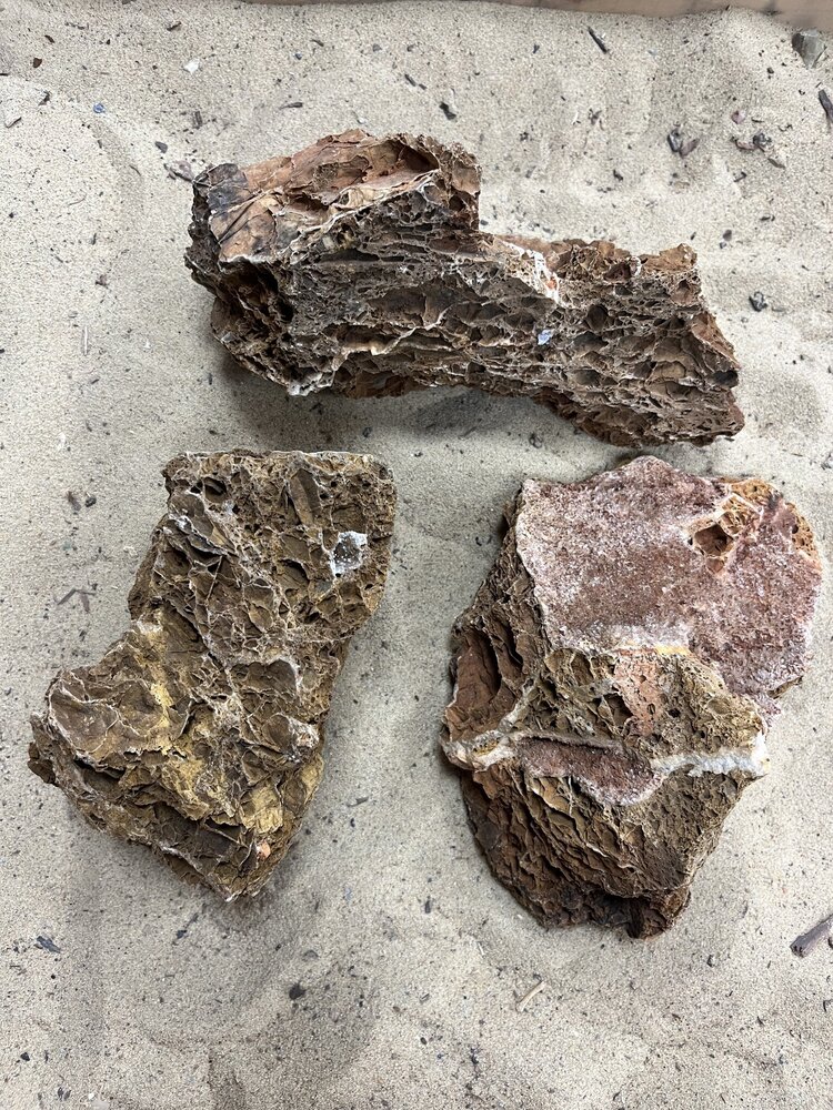 AQXL A Steenbundel Maple Leaf Rock braun 3 Stück