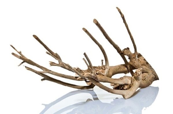 Aquadeco Talawa Holz L 50-70 cm