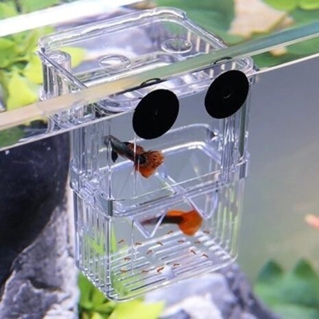 AquastoreXL Aquarium Aufzuchtbecken