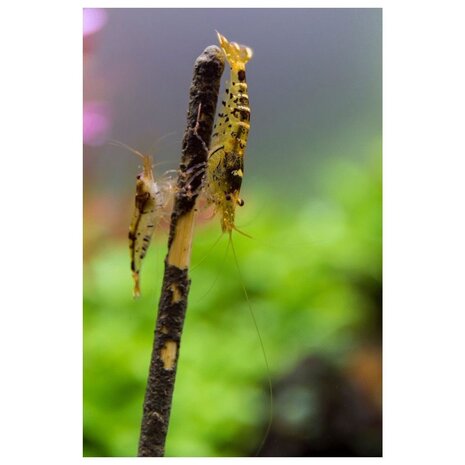 Shrimps Forever Shrimp Lolly Astaxanthin 10 Stück 15g