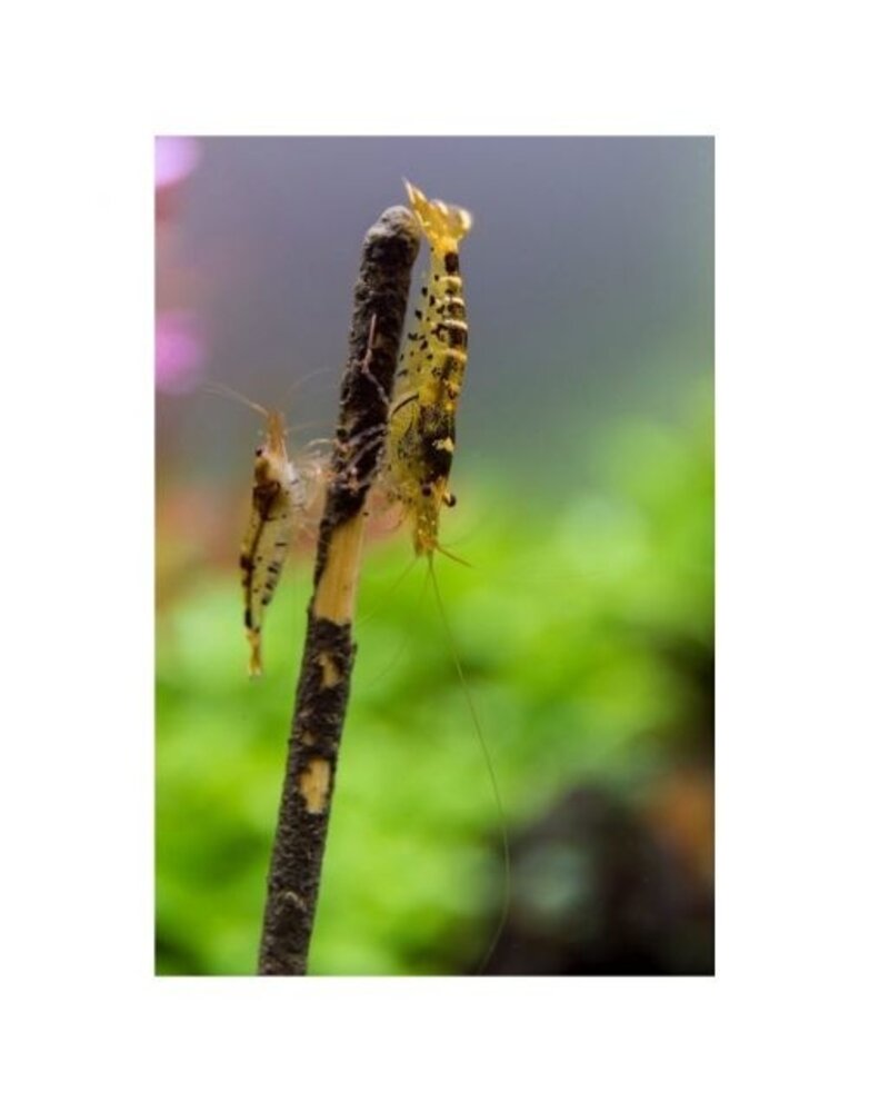 Shrimps Forever Shrimp Lolly Walnuss 10 Stück 15g