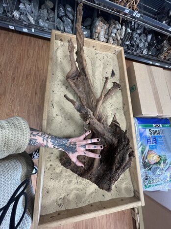 AQXL Ausgewähltes Mangrovenholz XL C 70-90cm