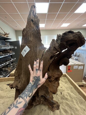 AQXL Ausgewähltes Mangrovenholz XL B 70-90cm AQXL Ausgewähltes Mangrovenholz XL B 70-90cm