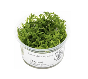 Wasserpflanze Limnophila Aquatica - Invitro Wasserpflanze Limnophila Aquatica - Invitro