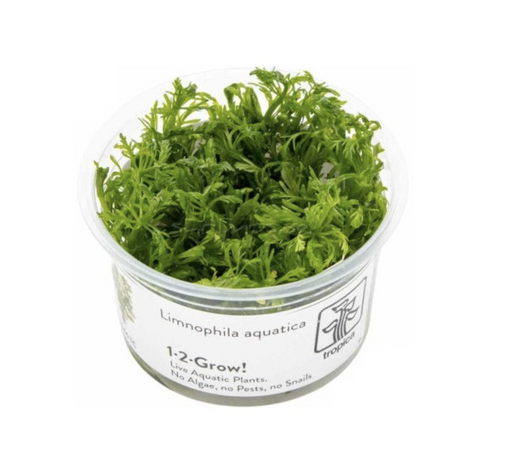 Waterplant Limnophila Aquatica - Invitro Waterplant Limnophila Aquatica - Invitro