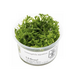 Wasserpflanze Limnophila Aquatica - Invitro Wasserpflanze Limnophila Aquatica - Invitro