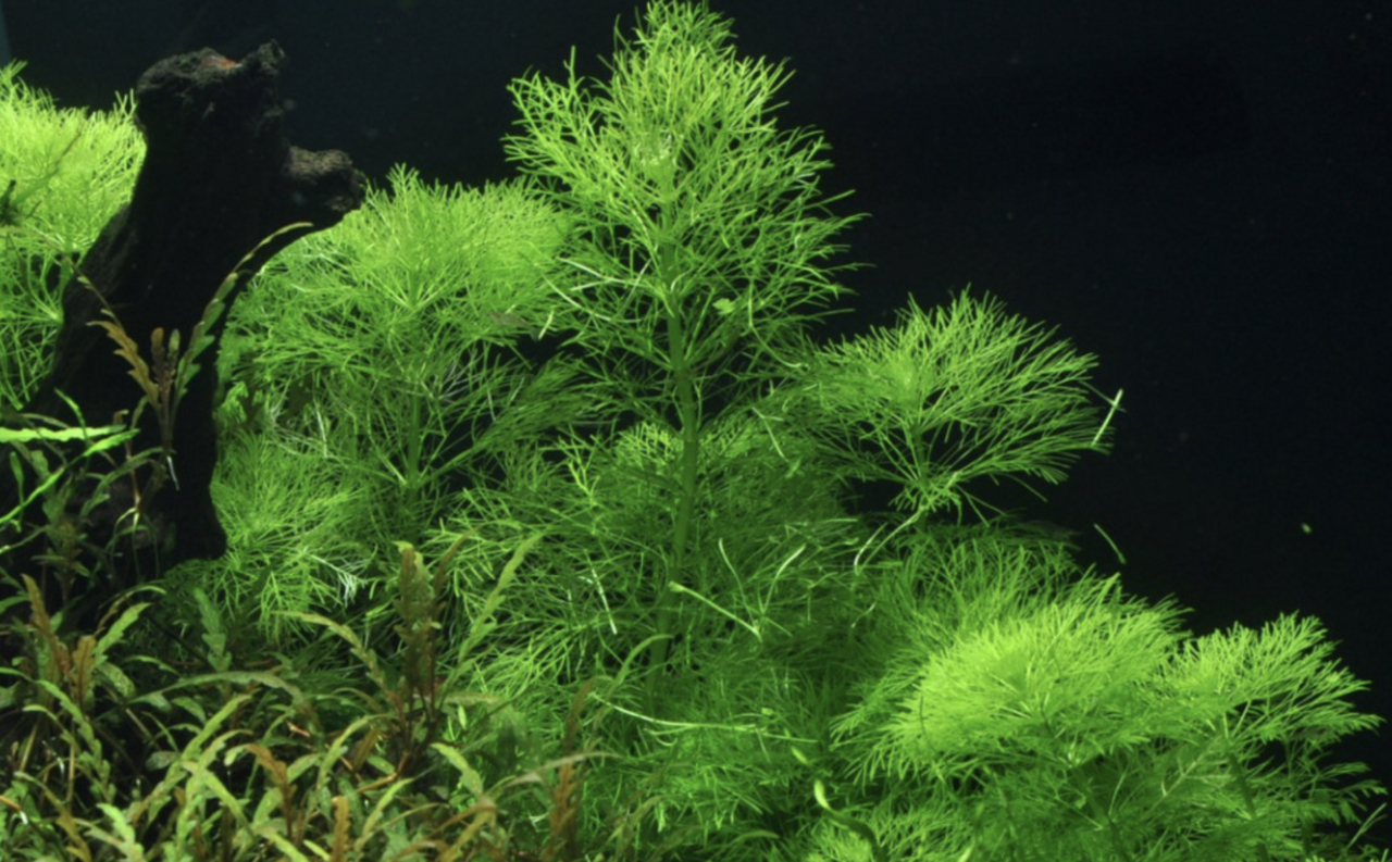 Waterplant Limnophila Aquatica - Invitro Waterplant Limnophila Aquatica - Invitro