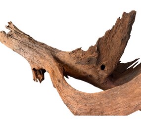 AQXL Selected Mangrovehout XXL 120-170cm NR3