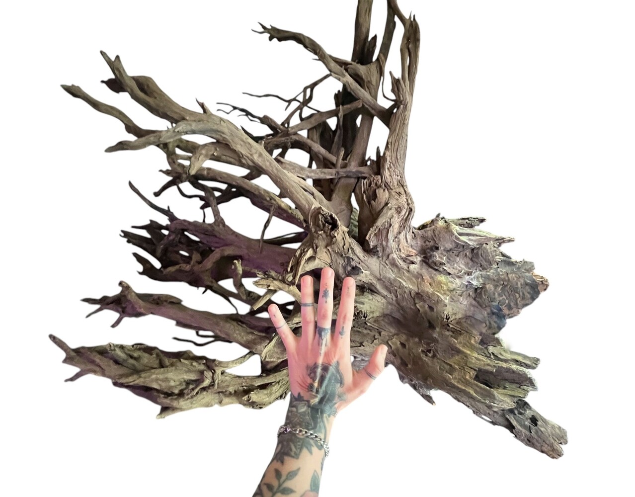 AQXL Ausgewählt CORBO-ROOT JUMBO XXL 80-120cm NR4 AQXL Ausgewählt CORBO-ROOT JUMBO XXL 80-120cm NR4