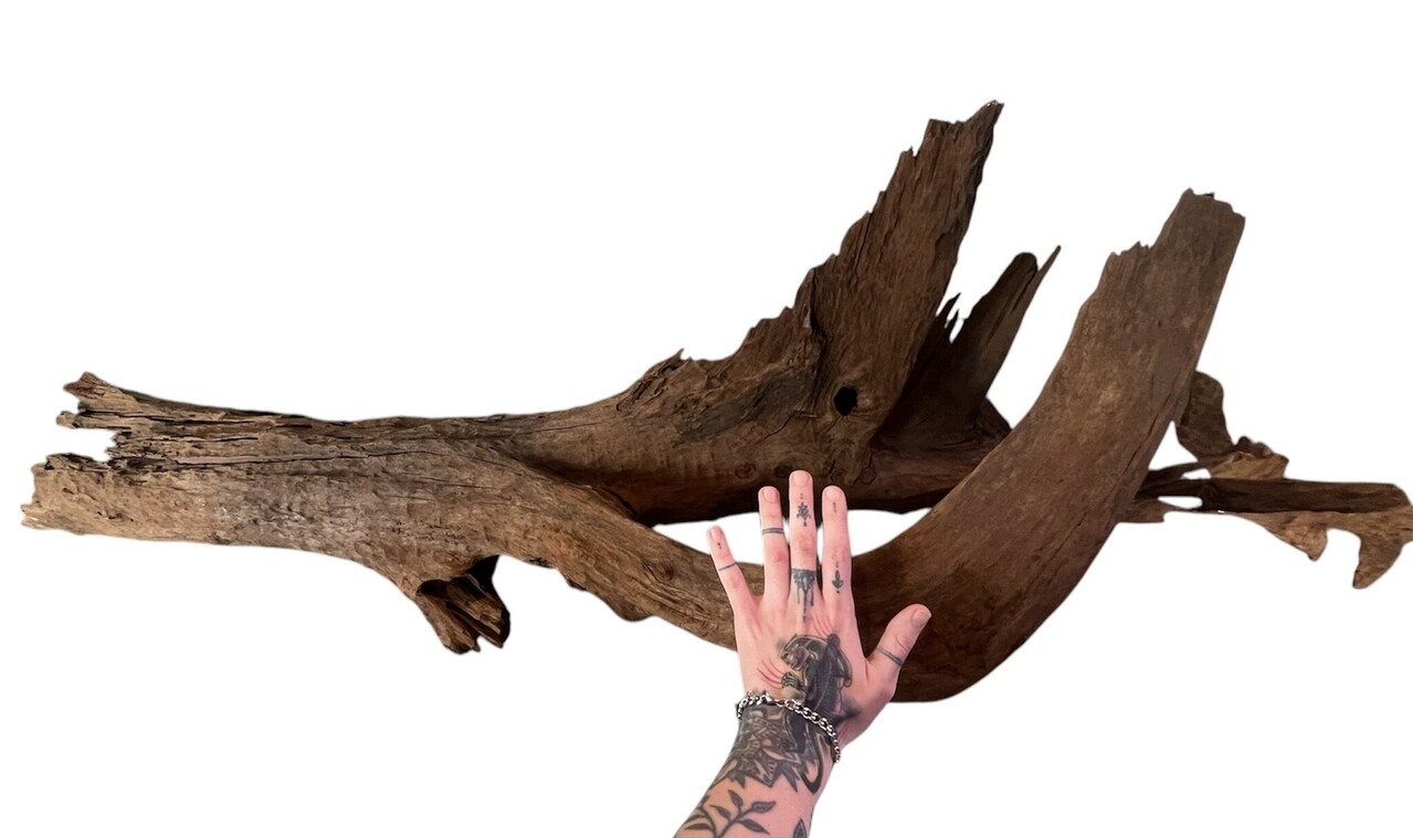 AQXL Selected Mangrovehout XXL 120-170cm NR3