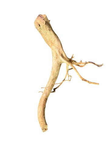 AquastoreXL Baumstumpf XXL 50 - 80 cm 1,35kg - NR20