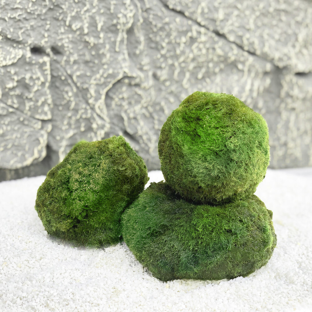 Wasserpflanze Moosball Chladoflora XXL 7-9cm Großpackung 25 Stück Wasserpflanze Moosball Chladoflora XXL 7-9cm Großpackung 25 Stück