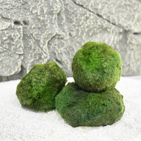 Waterplant Moosball Chladoflora XXL 7-9cm Großpackung 25 Stück Waterplant Moosball Chladoflora XXL 7-9cm Großpackung 25 Stück