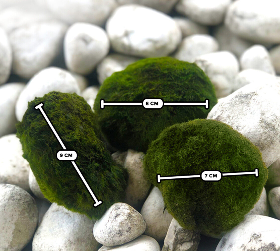 Waterplant Moosball Chladoflora XXL 7-9cm Großpackung 25 Stück Waterplant Moosball Chladoflora XXL 7-9cm Großpackung 25 Stück