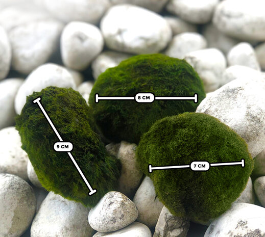 Waterplant Moosball Chladoflora XXL 7-9cm Großpackung 25 Stück Waterplant Moosball Chladoflora XXL 7-9cm Großpackung 25 Stück