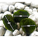 Waterplant Moosball Chladoflora XXL 7-9cm Großpackung 25 Stück Waterplant Moosball Chladoflora XXL 7-9cm Großpackung 25 Stück