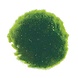 Wasserpflanze Moosball Chladoflora XXL 7-9cm Großpackung 25 Stück Wasserpflanze Moosball Chladoflora XXL 7-9cm Großpackung 25 Stück