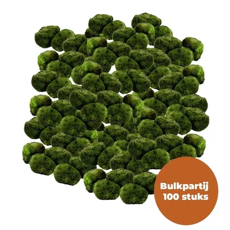 Wasserpflanze Moosball Chladoflora SS 2cm Großpackung 100 Stück Wasserpflanze Moosball Chladoflora SS 2cm Großpackung 100 Stück
