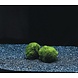 Waterplant Moosball Chladoflora SS 2cm Großpackung 100 Stück