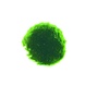 Wasserpflanze Mosbol Chladoflora M 3-4cm Großpackung 100 Stück Wasserpflanze Mosbol Chladoflora M 3-4cm Großpackung 100 Stück