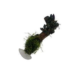 AQXL Selected AQXL Selected Treibholz mit Bepflanzung auf Saugnapf NR2 AQXL Selected AQXL Selected Treibholz mit Bepflanzung auf Saugnapf NR2