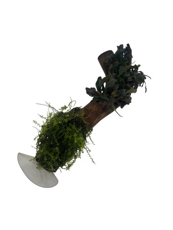 AQXL Selected AQXL Selected Treibholz mit Bepflanzung auf Saugnapf NR2