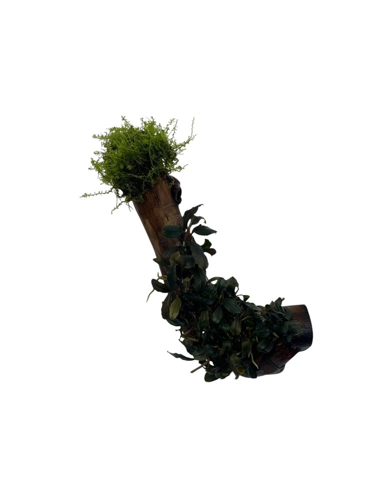 AQXL Selected AQXL Selected Treibholz mit Bepflanzung auf Saugnapf NR2 AQXL Selected AQXL Selected Treibholz mit Bepflanzung auf Saugnapf NR2