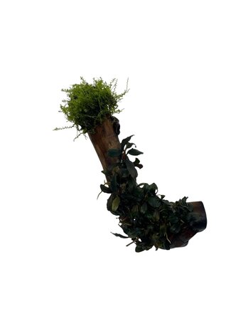 AQXL Selected AQXL Selected Treibholz mit Bepflanzung auf Saugnapf NR2 AQXL Selected AQXL Selected Treibholz mit Bepflanzung auf Saugnapf NR2