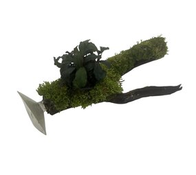 AQXL Selected Moorkienholz mit Bepflanzung auf Saugnapf NR1 AQXL Selected Moorkienholz mit Bepflanzung auf Saugnapf NR1