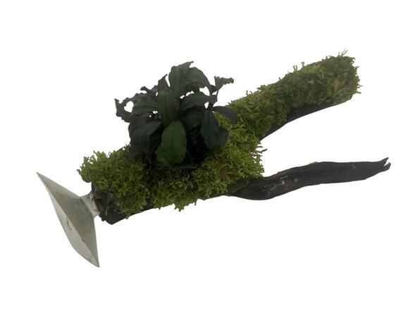 AQXL Selected Moorkienholz mit Bepflanzung auf Saugnapf NR1