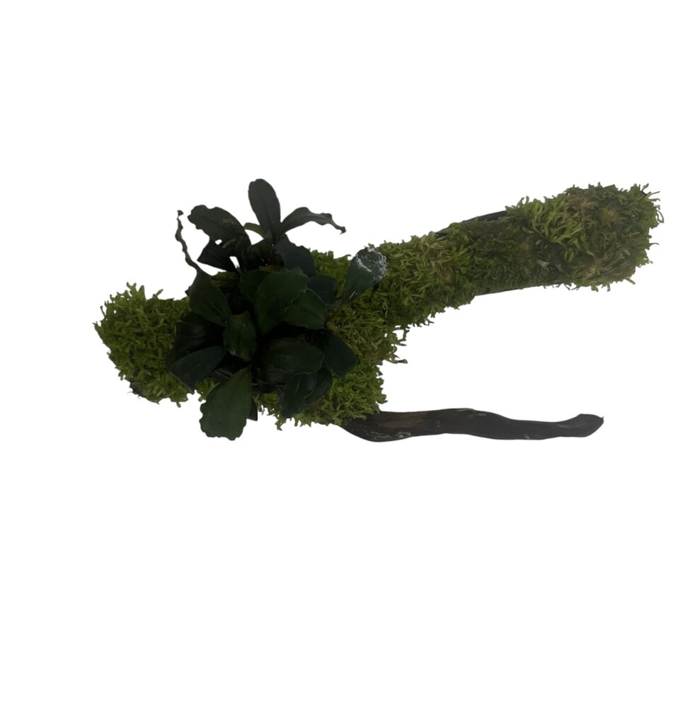 AQXL Selected Moorkienholz mit Bepflanzung auf Saugnapf NR1