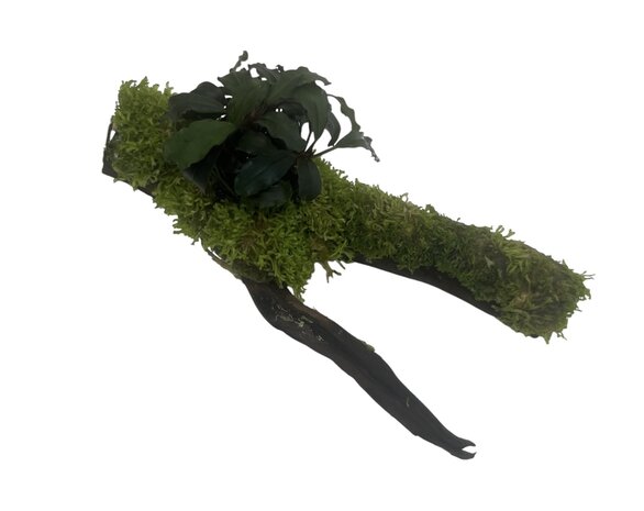 AQXL Selected Moorkienholz mit Bepflanzung auf Saugnapf NR1